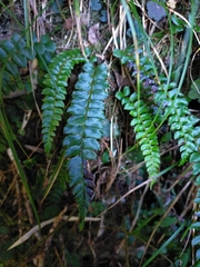Polystichum nepalense
