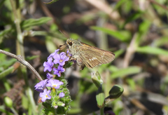 Parnara amalia