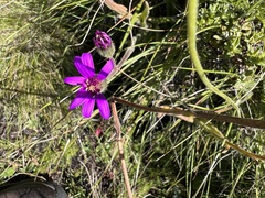Senecio speciosus