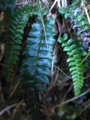 Polystichum nepalense