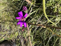 Senecio speciosus