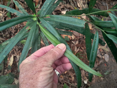 Podocarpus grayae