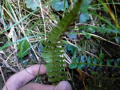 Polystichum nepalense