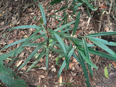 Podocarpus grayae