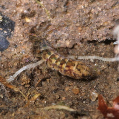Isotomurus maculatus