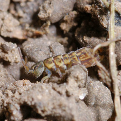 Isotomurus maculatus