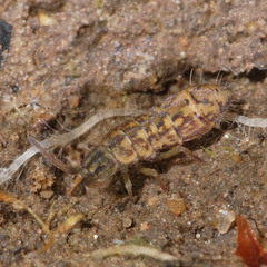 Isotomurus maculatus