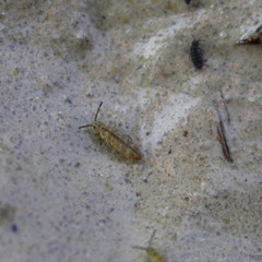 Isotomurus palustris