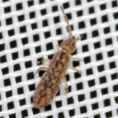 Isotomurus maculatus