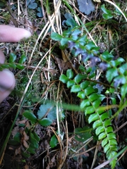 Polystichum nepalense