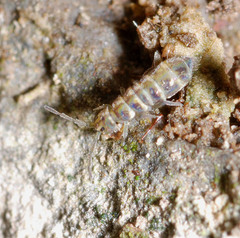 Isotomurus palustris