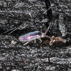 Lepidocyrtus cyaneus