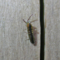 Lepidocyrtus paradoxus