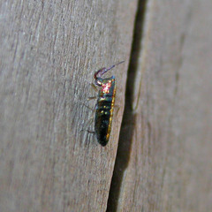 Lepidocyrtus paradoxus