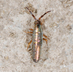 Lepidocyrtus paradoxus