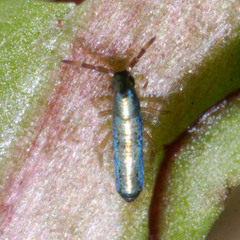 Lepidocyrtus paradoxus