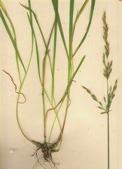 Arrhenatherum elatius bulbosum