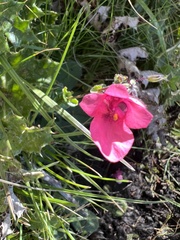 Hermannia coccocarpa