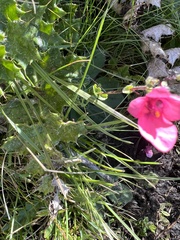 Hermannia coccocarpa