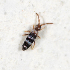 Lepidocyrtinae