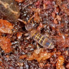 Orchesella bifasciata