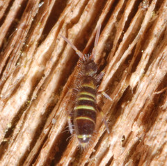 Orchesella bifasciata