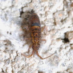 Orchesella cincta argyrotoxa