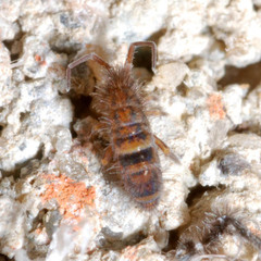 Orchesella cincta argyrotoxa