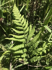 Athyriaceae