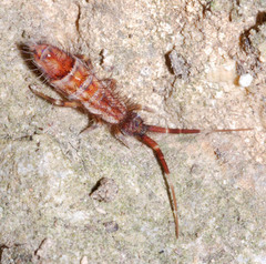 Orchesella flavescens