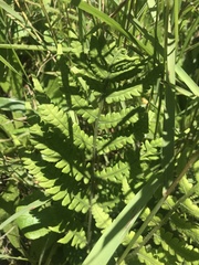 Athyriaceae