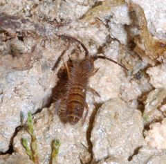 Orchesella hungarica