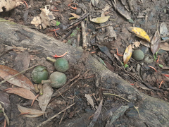 Elaeocarpus bancroftii