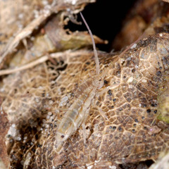 Orchesella spectabilis