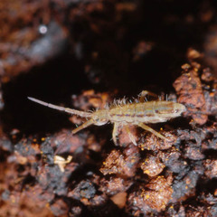 Orchesella spectabilis