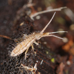 Orchesella spectabilis