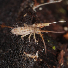 Orchesella spectabilis