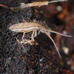 Orchesella spectabilis