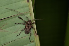 Lagocheirus araneiformis