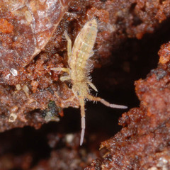 Orchesella spectabilis