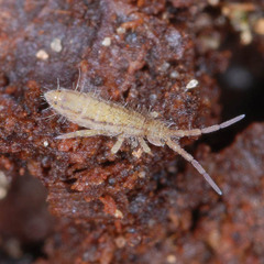 Orchesella spectabilis