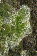 Rigidoporus corticola