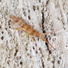 Orchesella spectabilis