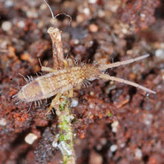 Orchesella spectabilis