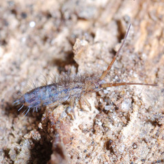Orchesella spectabilis