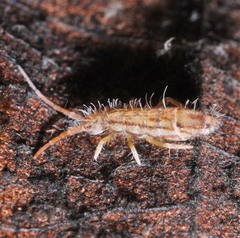 Orchesella spectabilis