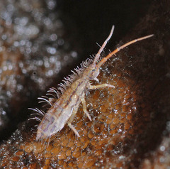 Orchesella spectabilis