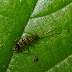 Orchesella spectabilis
