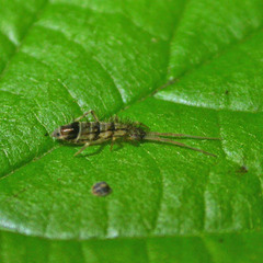 Orchesella spectabilis