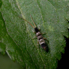 Orchesella spectabilis